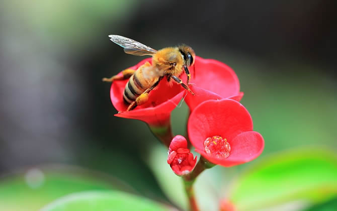 一个蜂群一个月能产多少蜂蜜（蜜蜂多少天能产一批蜜）
