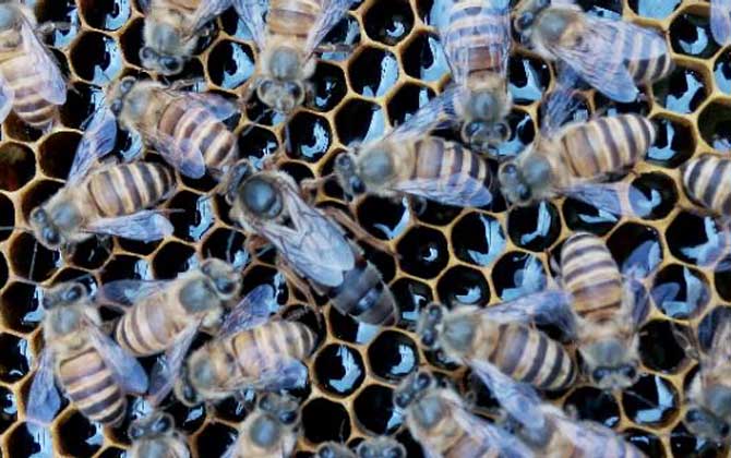 中蜂和意蜂怎么分辨区别？哪种好养？(教你如何区分中蜂和意蜂)