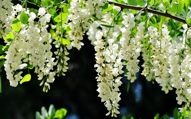 纯正宗洋槐花蜜多少钱一斤（槐花蜜适合什么人喝）