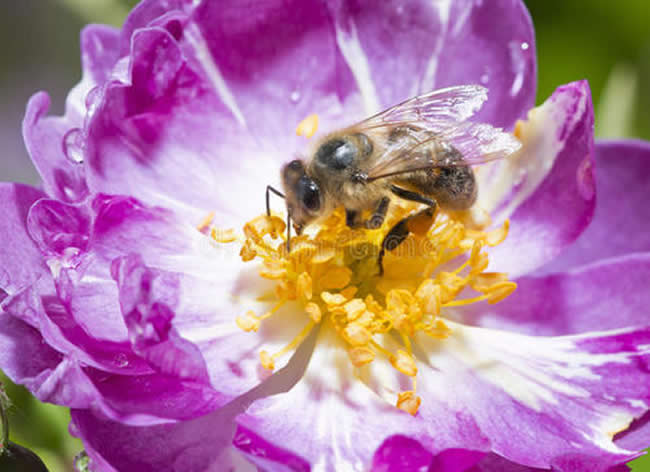 怎样人工喂养蜜蜂？