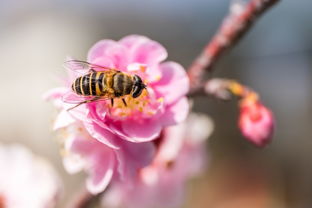 蜜蜂怎么寻找花蜜（蜜蜂寻找蜜源的方法）