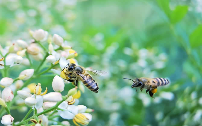 初学养蜂怎么选择蜂种？