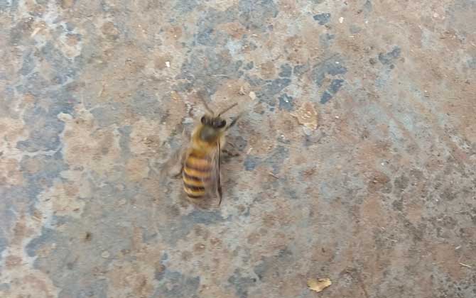 小蜜蜂一共分为几种（蜜蜂分为哪几种）