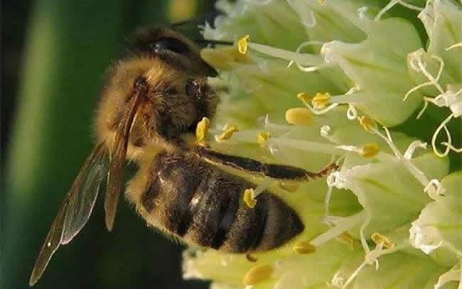 【蜜蜂知识】东北黑蜂是什么蜂种?