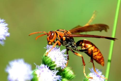 蜜蜂和马蜂在家打窝是坏事吗（蜜蜂和马蜂来家里是福还是祸？）