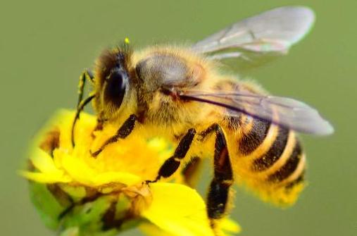 冬天诱蜜蜂最快的方法（冬天能诱导蜜蜂的机会大吗）