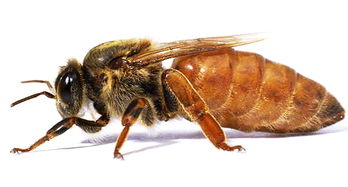 关于蜜蜂的知识有哪些？(带你去了解蜜蜂的世界)