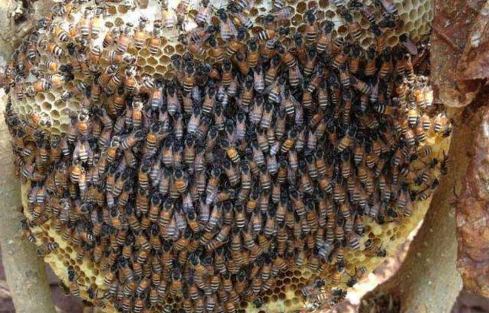 蜜蜂一年繁殖几次（蜜蜂繁殖周期）