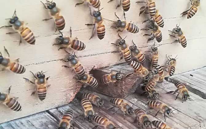 中华蜜蜂的品种特性（中华蜜蜂的生物学特性有哪些）