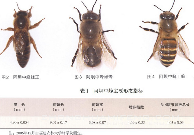 阿坝中蜂的养殖方法有哪些（四川阿坝中蜂春季饲养技术）