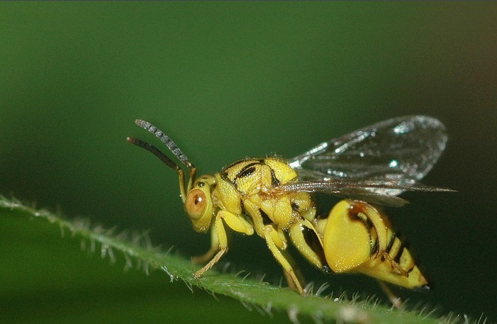 小蜂是什么品种（特别小的蜂的介绍）