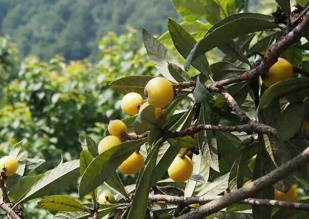 中蜂枇杷蜜什么时候取（枇杷蜜什么时候采集）