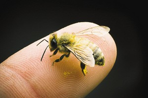 被蜜蜂蜇了如何快速有效消肿（蜜蜂蛰伤快速消肿止痛的妙招）
