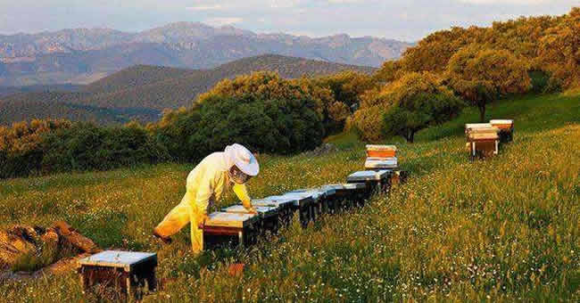 养蜂人怎样培育种用雄蜂？