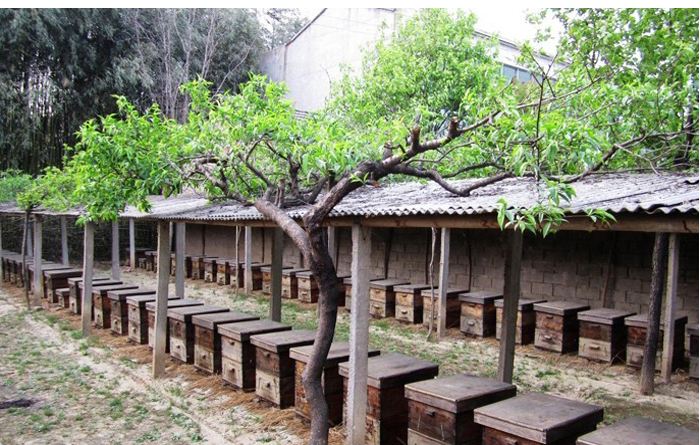 【蜜蜂养殖】如何养蜂才能赚钱？有什么秘诀吗？养蜂赚钱的必备条件！