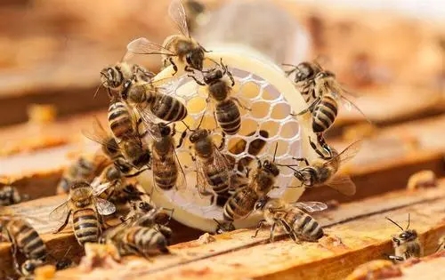 为什么家里有蜜蜂出现（家里无缘无故出现蜜蜂）