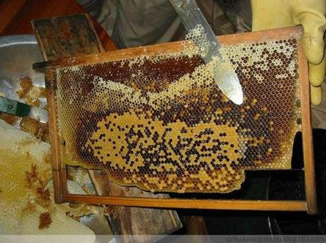 格子箱养蜂什么时候取蜜（格子蜂箱取蜜过程）