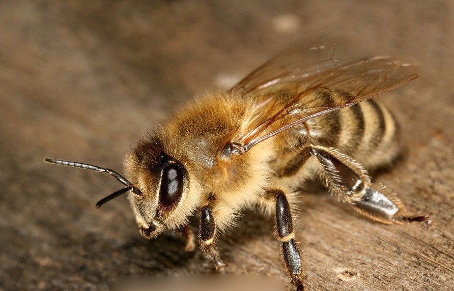 喀尔巴阡蜂品种构成与散布（喀尔巴阡蜂品种构成与散布）
