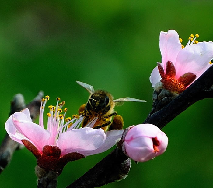 【蜜蜂知识】蜂王不产卵是什么原因？