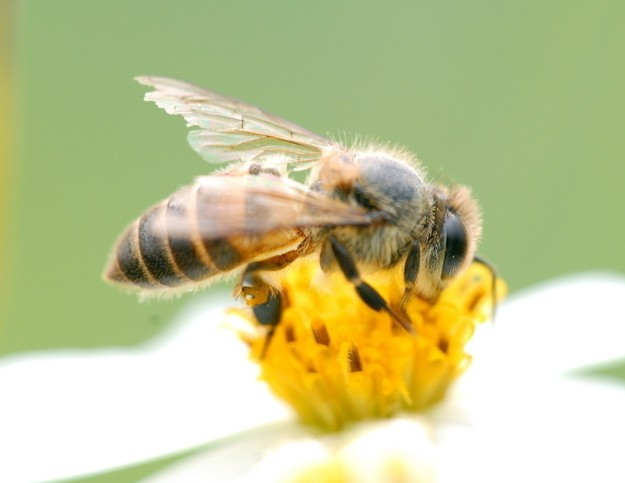 意大利蜜蜂蜂蜜怎么样（意蜂蜂蜜是什么）