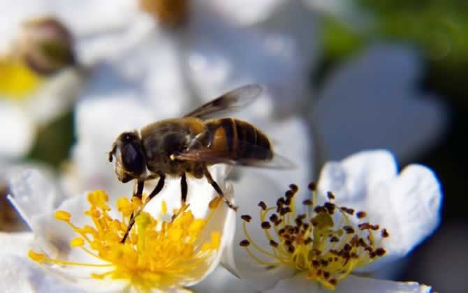 蜜蜂自然分蜂一般飞多远？