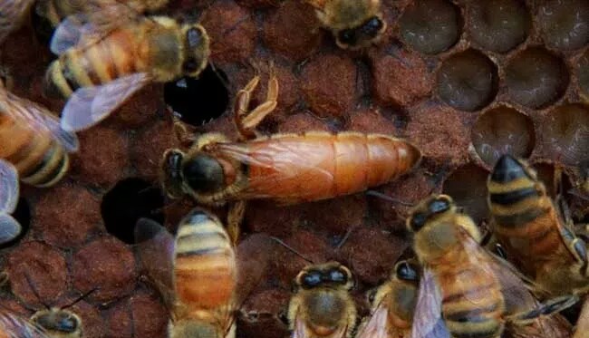 蜂王和工蜂是怎么产生的（蜂王与工蜂是什么关系）