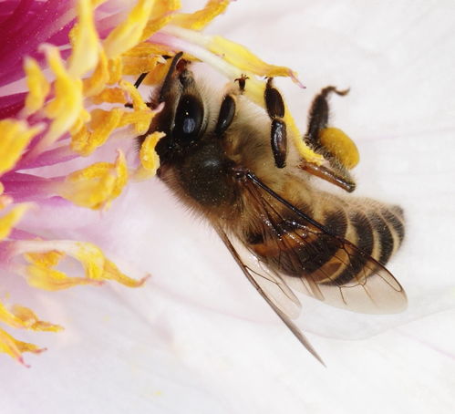 ​工蜂背部有黄斑是花粉还是什么（蜜蜂腿上粘着黄黄的东西是什么）