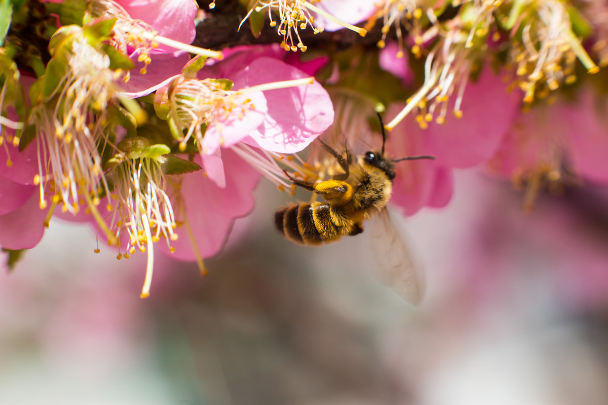 工蜂和蜂王是什么关系（蜂蜜中的蜂王和工蜂分别是什么）