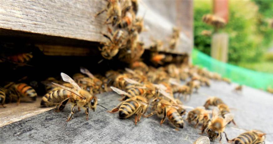 养蜂春繁湿度大怎么办（风向潮湿的原因和处理办法）