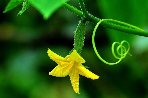 黑龙江蜜源植物介绍（黑龙江省有哪些蜜源植物）