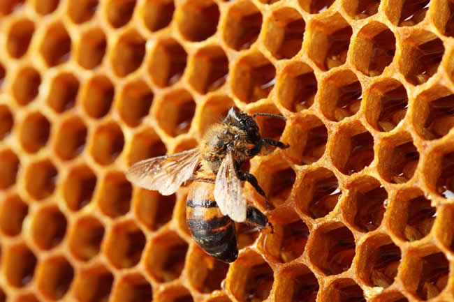 一张蜂脾有多少蜂蜜（一斤中蜂蜂量有多少脾）