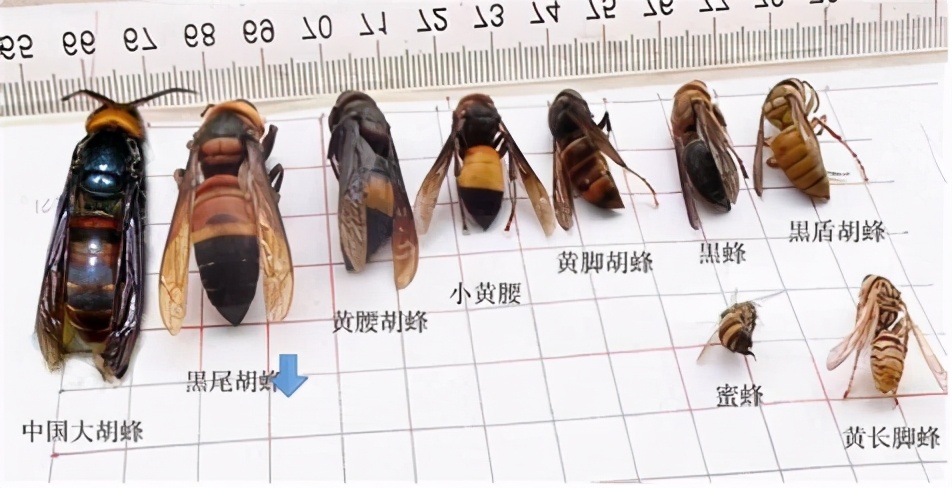 夏季养蜂如何消灭胡蜂（养蜂怎么防胡蜂）