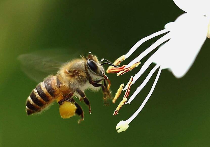 动下蜂脾工蜂就离脾是什么原因（为什么蜜蜂冬天会“离脾”）