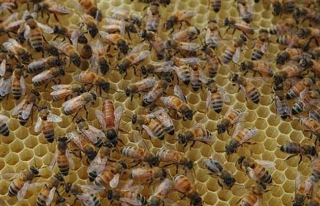 冬季蜜蜂的养殖与管理