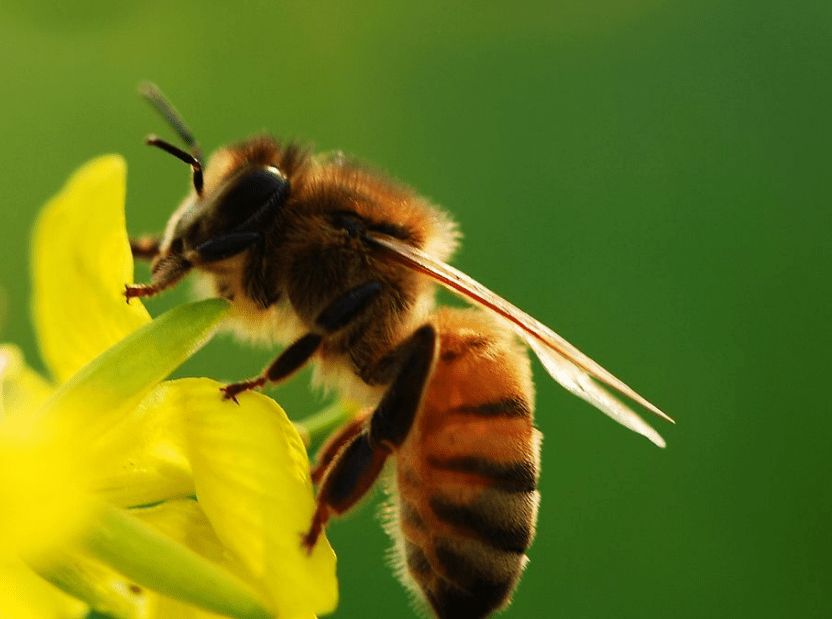 怎样才能养好蜜蜂？