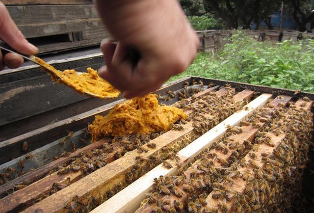 蜜蜂怎样奖励饲喂（蜜蜂如何奖励饲喂及糖水比例）