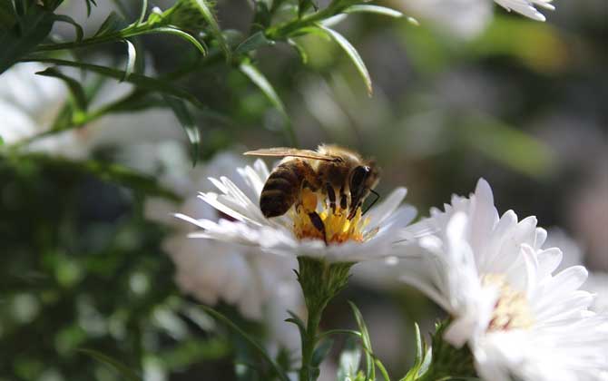蜜蜂飞进花蜜里如何采蜜（蜜蜂在花上怎么采蜜）