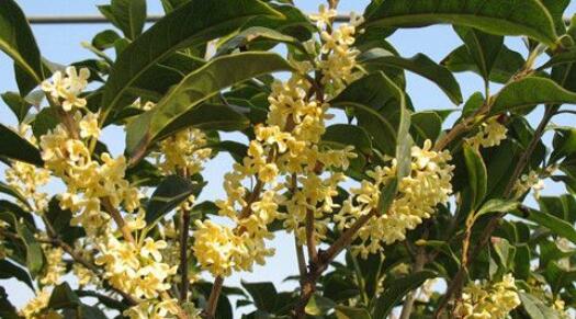 野桂花什么时候开花（桂花每年什么时候开花）
