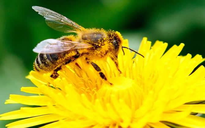 我国人工饲养的蜜蜂有哪些种类？