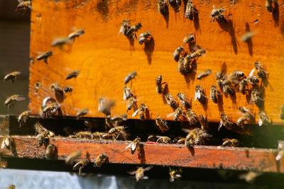 野生蜂蜜对人类有哪些贡献（服用野生蜂蜜的益处有哪些）