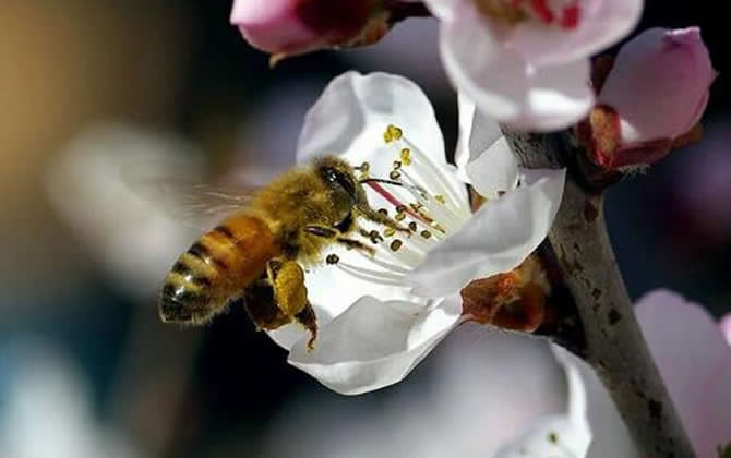 一亩地蜜源植物养多少箱蜂？