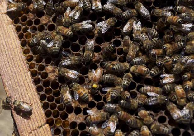 养蜜蜂的方法与知识（养蜜蜂常识）