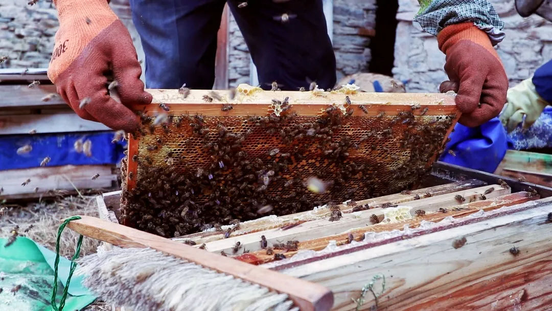 冬天怎么取蜂蜜（蜜蜂冬天可以取蜜吗）