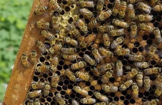 蜜蜂是先找窝再分蜂吗（蜜蜂找窝和侦查的先后顺序）