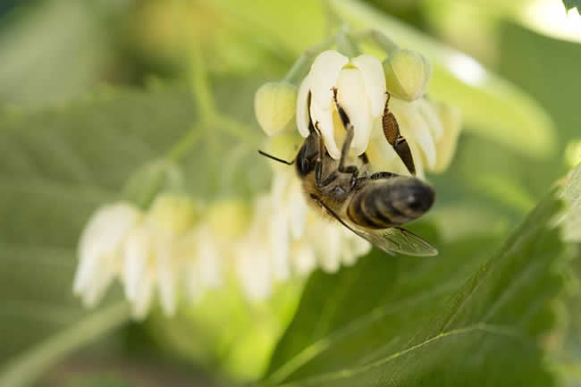 【蜜蜂知识】东北黑蜂有哪些缺点？