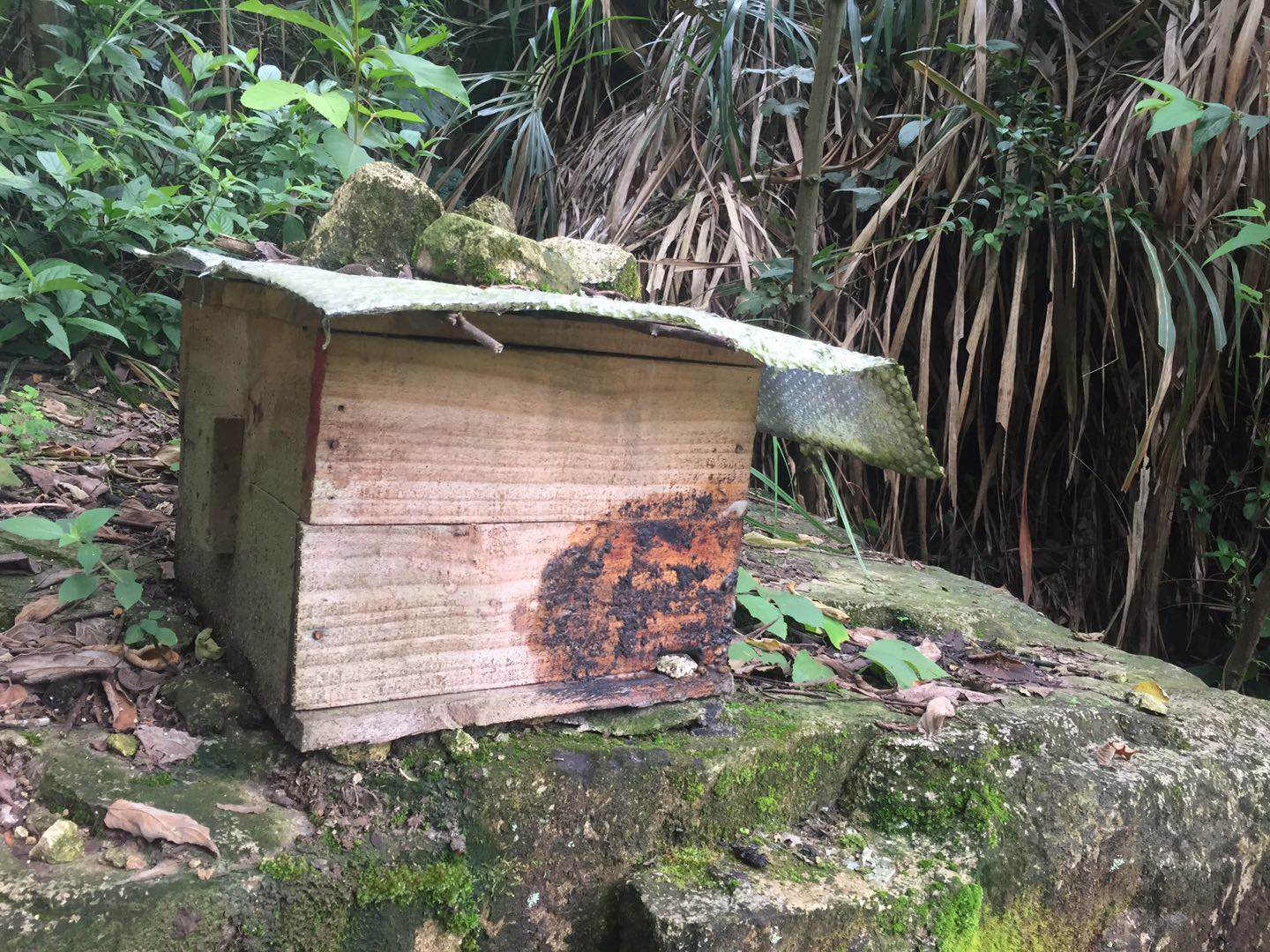 中蜂王和意蜂工蜂共处可以吗（中蜂和意蜂能一起养吗)
