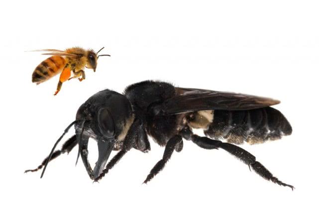 蜜蜂能单独存活吗（一只蜜蜂能养活吗）