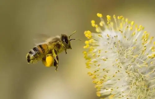 一万只中蜂有多重（一斤蜜蜂有多少只左右）