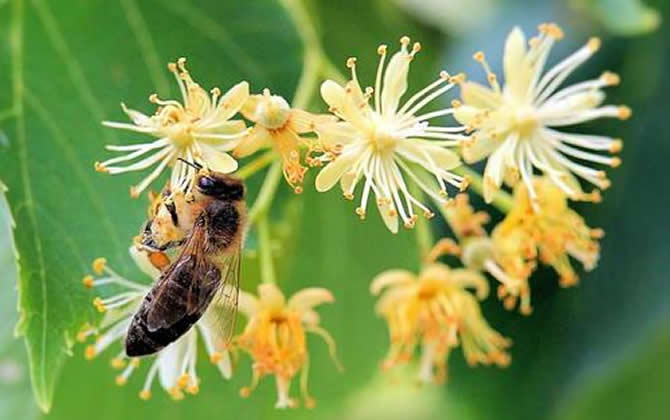 被蜜蜂蛰了为什么找不到刺？