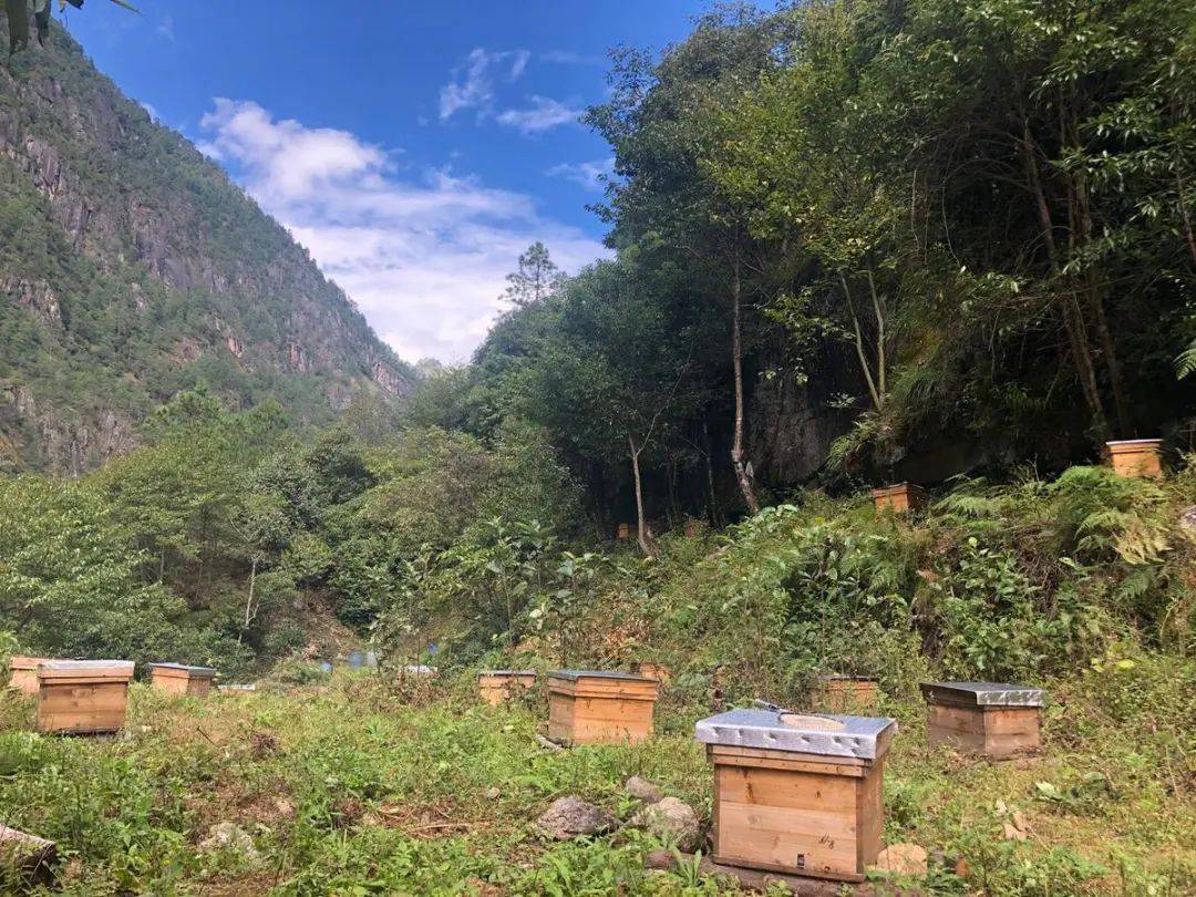 意蜂与中蜂场相隔多远为好（养意蜂和中蜂要离多远）